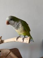 Super handtamme muisparkiet, Dieren en Toebehoren, Vogels | Parkieten en Papegaaien, Geslacht onbekend, Papegaai, Tam