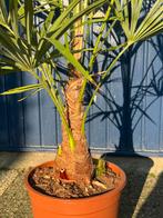 Trachycarpus fortunei winterharde palmen, Ophalen, Overige soorten, Volle zon