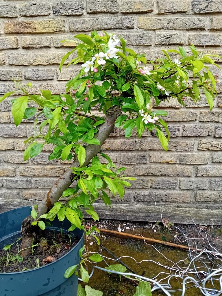 Bonsai malus golden hornet, Tuin en Terras, Planten | Bomen, Bloeit niet, Overige soorten, Minder dan 100 cm, Ophalen