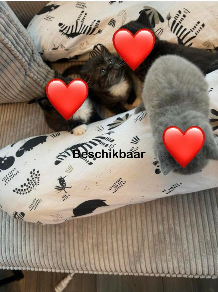 Britse korthaar kittens zoekt nieuw baasje, Dieren en Toebehoren, Poes, Met stamboom