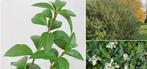 Gratis struiken Ligustrum vulgare, Wilde liguster, Tuin en Terras, Ophalen, Liguster, Minder dan 100 cm