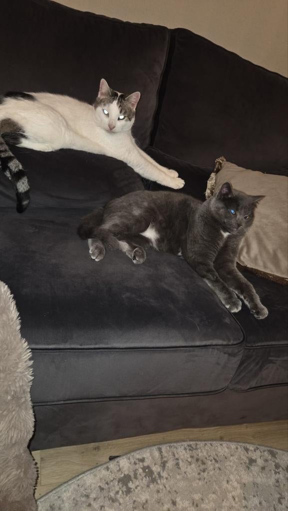 Prachtig grijs katje zoekt fijn nieuw thuis