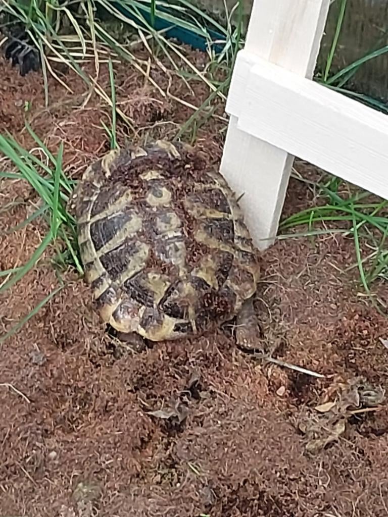 Griekse landschildpad van 2021 Tortoise - unknown for sale from Roy