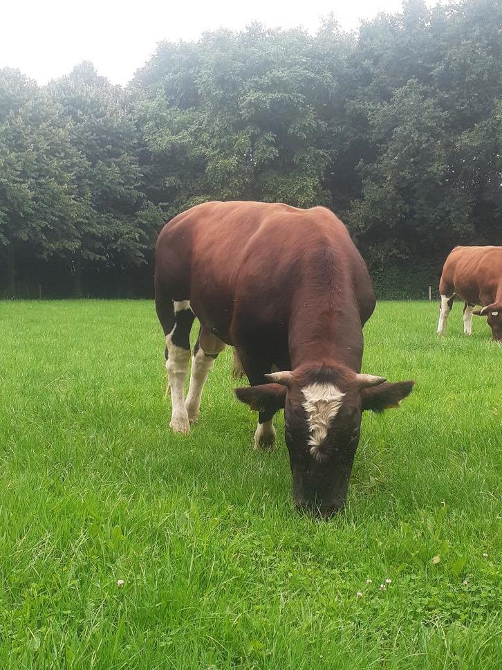Brandrode dekstier te huur., Dieren en Toebehoren, Runderen, Meerdere dieren
