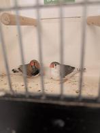 Koppel zebravinkjes zwartborst, Meerdere dieren