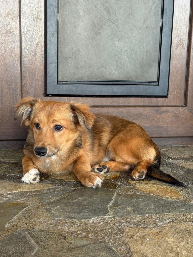 Puppys 5maanden adoptie herplaatser, Dieren en Toebehoren, Particulier, 15 weken tot 1 jaar, Buitenland, Parvo