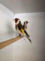 Majoor putters, Mannelijk, Wildzangvogel, Geringd