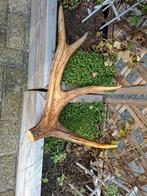 Groot en decoratief herten gewei, Ophalen of Verzenden