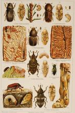 Bosinsecten - Antieke illustratie, Verzenden, Voor 1940, Zo goed als nieuw, Natuur