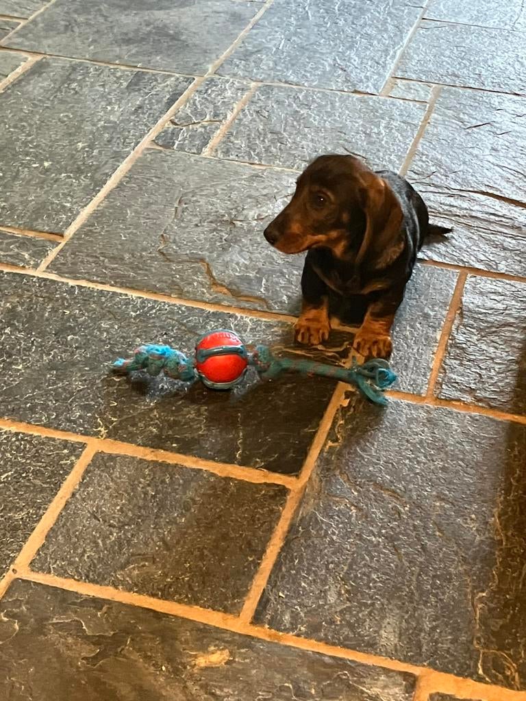 Prachtige ruwhaar dwerg teckel pups te koop🐾, Dieren en Toebehoren, Parvo, 8 tot 15 weken, Dwerg, Meerdere