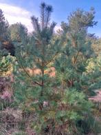Grove Dennen te koop, Pijnbomen of Pinus Sylvestris, Tuin en Terras, Planten | Bomen, Bloeit niet, Overige soorten, 250 tot 400 cm