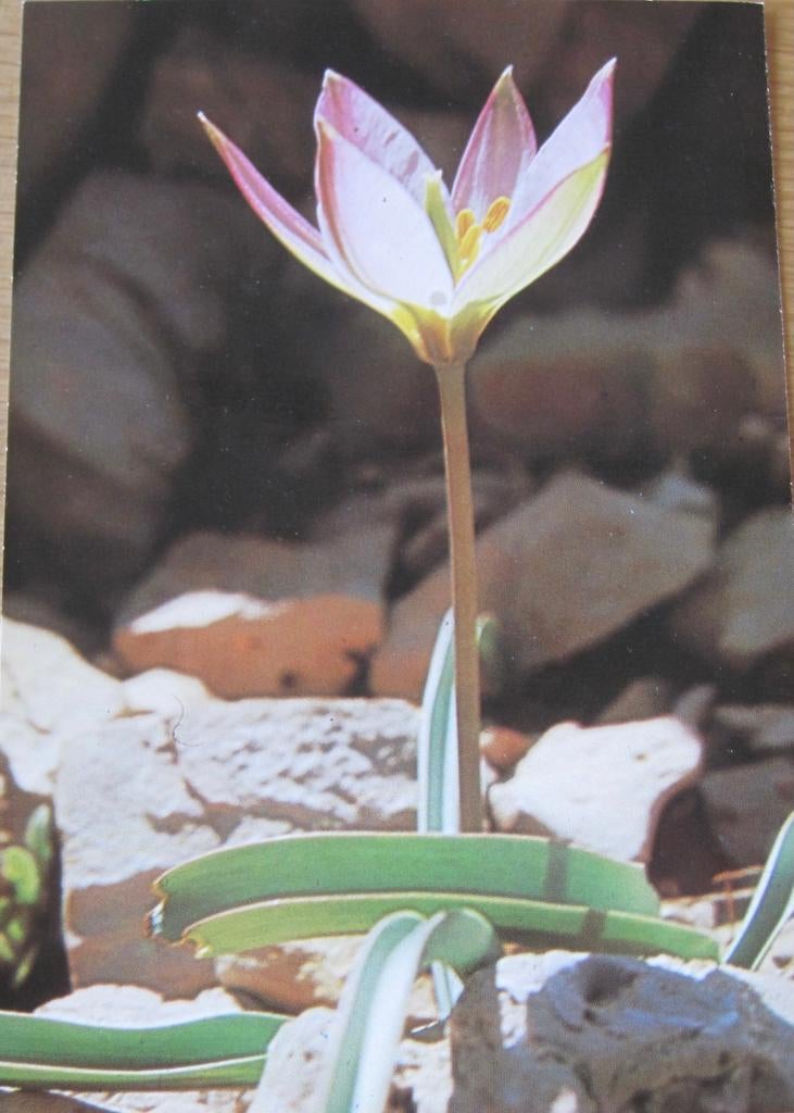 Aucher tulp op nieuwe ansichtkaart, Verzenden, 1980 tot heden, Ongelopen, Natuur