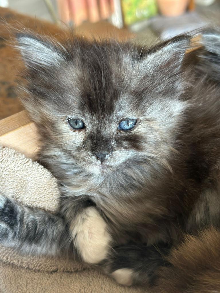 Mainecoon torti kitten vrouwtje, Dieren en Toebehoren, Ophalen of Verzenden, Zo goed als nieuw