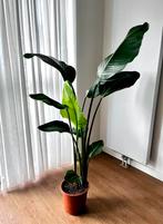 Paradijsvogel plant 160/170 cm, Ophalen, Overige soorten, Halfschaduw, In pot