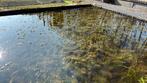 Waterpest (per emmer), Tuin en Terras, Vijvers, Ophalen, Nieuw