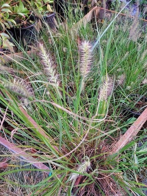 Pennisetum alopecuroides 'Hameln', Tuin en Terras, Planten | Tuinplanten, Ophalen, Volle zon, Vaste plant, Siergrassen