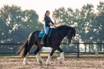 Fantastische Shire merrie, Merrie, Recreatiepaard