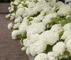 Hortensia Strong Annabelle - Grote Witte Bloembollen, Overige soorten, Vaste plant, Ophalen of Verzenden, Halfschaduw