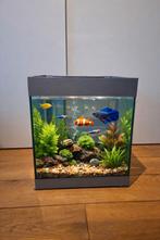 Aquarium met Eheim filterpomp, toebehoren en visvoer, Dieren en Toebehoren, Vissen | Aquaria en Toebehoren, Ophalen, Zo goed als nieuw