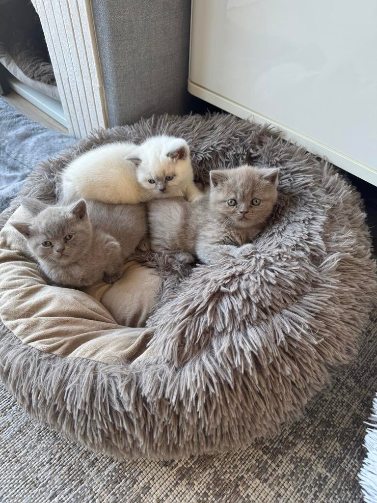 Britse Korthaar kittens, Dieren en Toebehoren, Katten en Kittens | Raskatten | Korthaar, Ontwormd