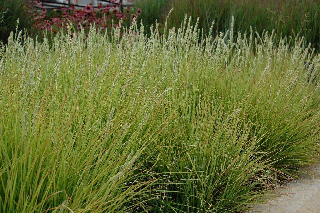 Sesleria autumnalis / herfstheidegras P9 pot, Ophalen of Verzenden, Siergrassen, Halfschaduw