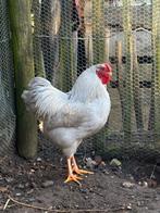 Wyandotte haan parelgrijs, Dieren en Toebehoren, Pluimvee, Mannelijk, Kip