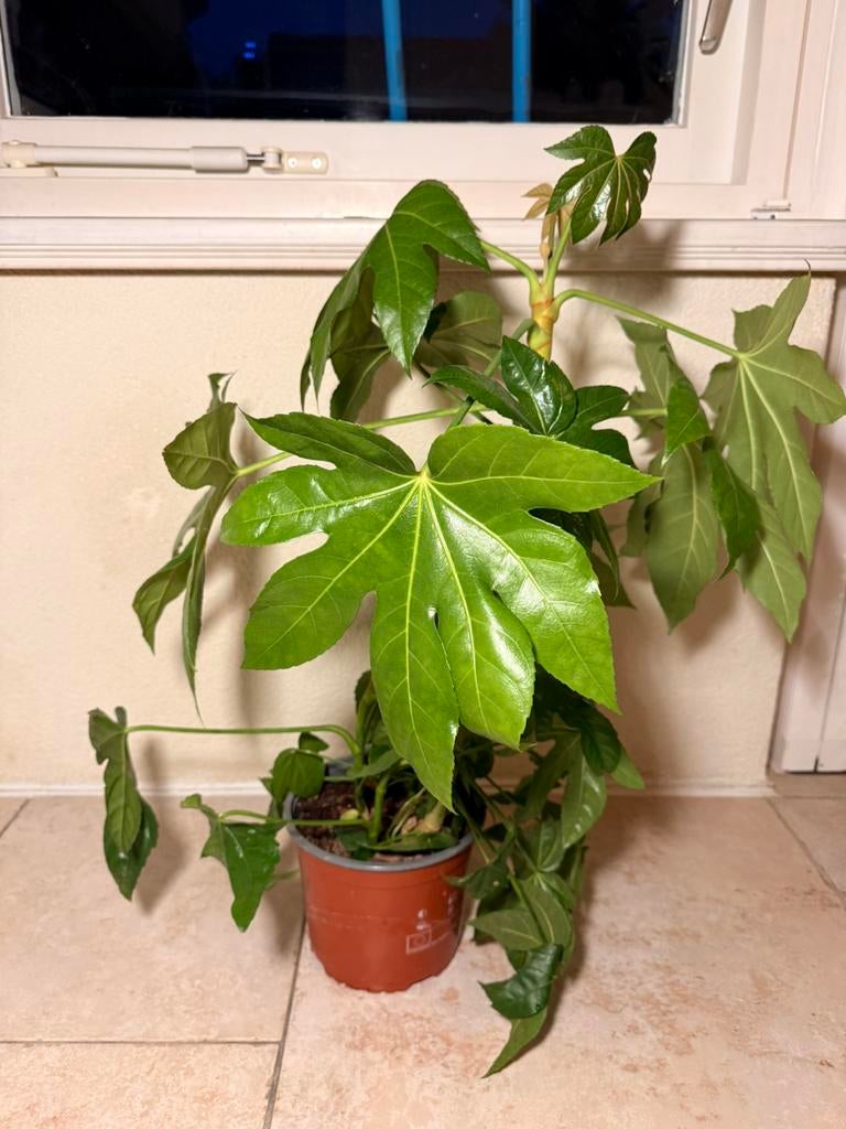 Fatsia japonica, Huis en Inrichting, Kamerplanten, Ophalen, Halfschaduw, Minder dan 100 cm