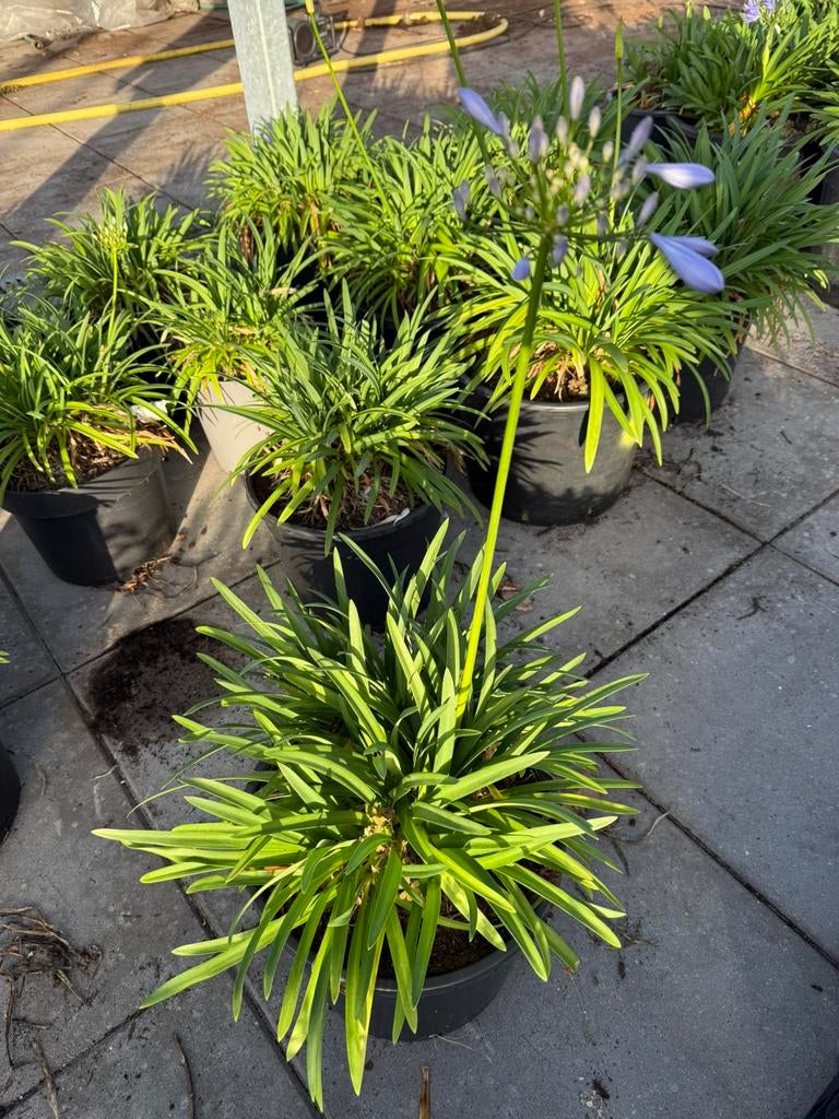 Agapanthus (Afrikaanse lelie), Ophalen, Overige soorten, Volle zon