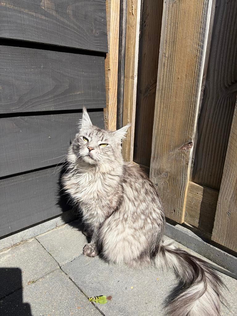 Maine coon poes, Dieren en Toebehoren, Poes