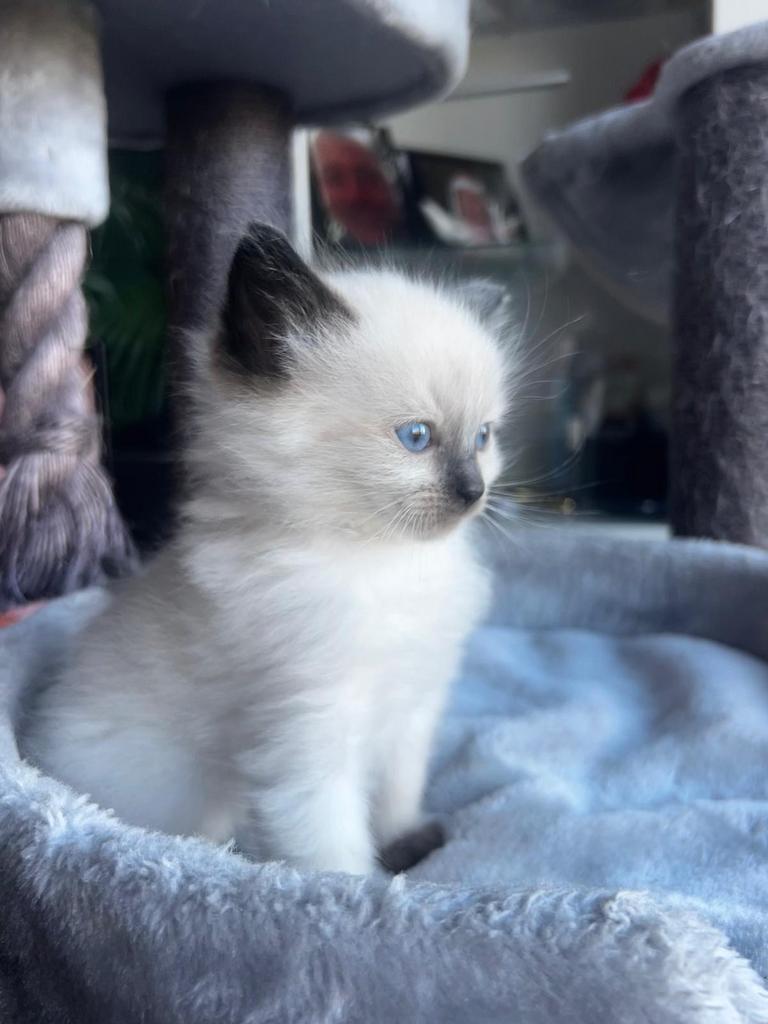 Ragdoll Kittens, Dieren en Toebehoren, Katten en Kittens | Raskatten | Langhaar, Kater, Ontwormd, 0 tot 2 jaar