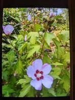 Vele planten en struiken zie mijn andere advertentie, Ophalen of Verzenden, Overige soorten, Volle zon