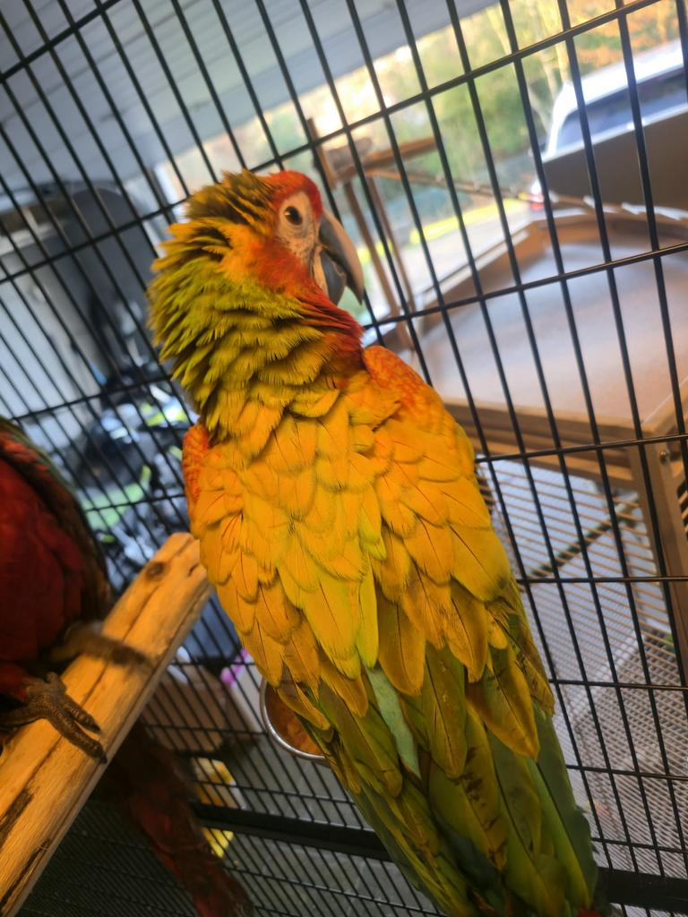 Ara Verde, Dieren en Toebehoren, Vogels | Parkieten en Papegaaien, Mannelijk, Papegaai