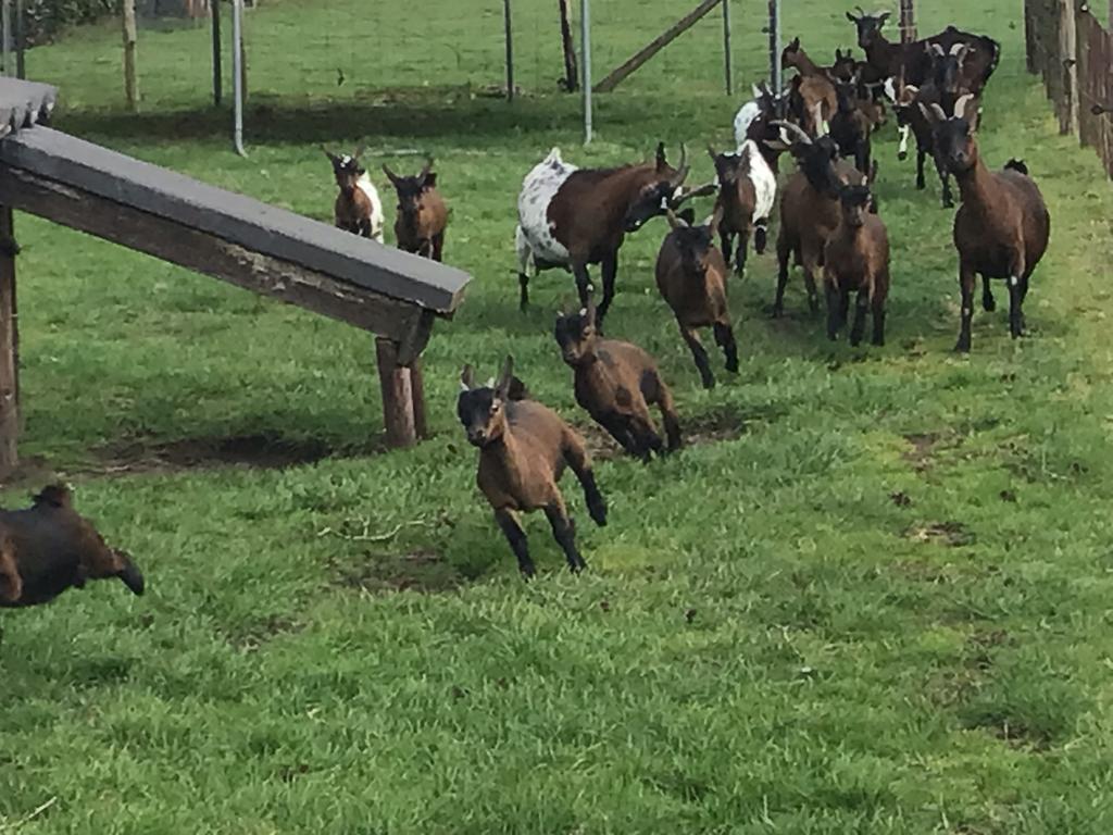 Te koop oude dwerggeiten met jongen,  ook jonge geiten., Dieren en Toebehoren, Meerdere dieren, Geit