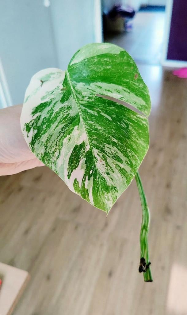 Monstera variegata stek, Huis en Inrichting, Kamerplanten, Ophalen, Halfschaduw, Minder dan 100 cm