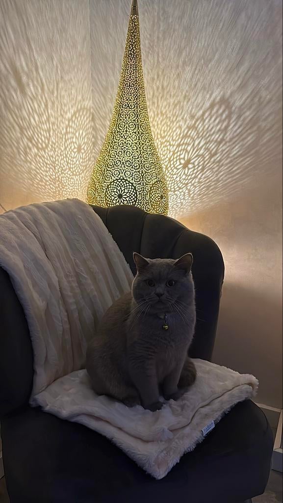 Lieve Britse korthaar katertje., Kater, Met stamboom, 0 tot 2 jaar