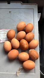 12 leghennen!, Ophalen