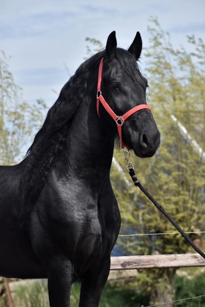 ## FANTASTISCH MOOIE, vriendelijke & makke Friese ruin ##, Ruin, Dressuurpony, Gechipt, 3 tot 6 jaar