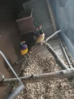 Gouldamadines, Dieren en Toebehoren, Vogels | Overige Vogels, Meerdere dieren