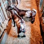 Te koop bonte dwerggeitjes, Dieren en Toebehoren, Vrouwelijk, Schaap