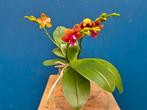 Phalaenopsis multi. 'Ant Bolgher p12 (3), Ophalen of Verzenden, Halfschaduw, Minder dan 100 cm