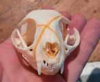 Mooie schedels van een kat / poes Taxidermie cat Skull, Ophalen of Verzenden, Hond of Kat, Schedel