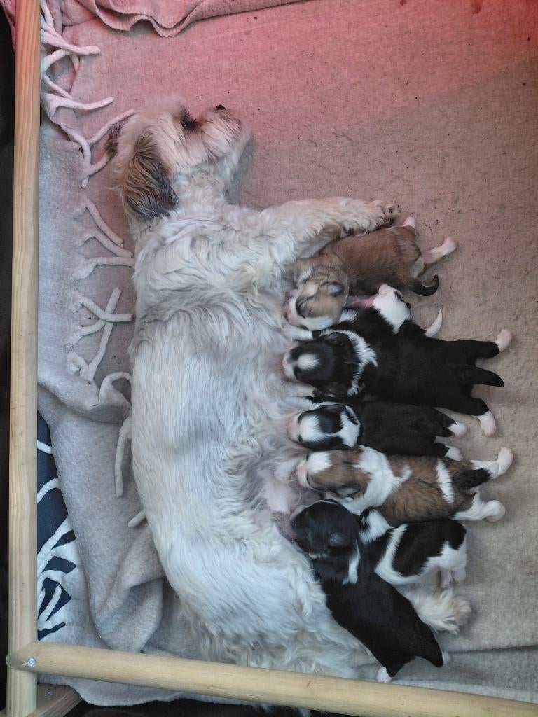 boomer pups, Parvo, Overige rassen, 8 tot 15 weken, Meerdere