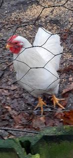 2 mooie witte wyandotte kriel haantjes wyandot  haantje, Dieren en Toebehoren, Pluimvee, Mannelijk, Kip
