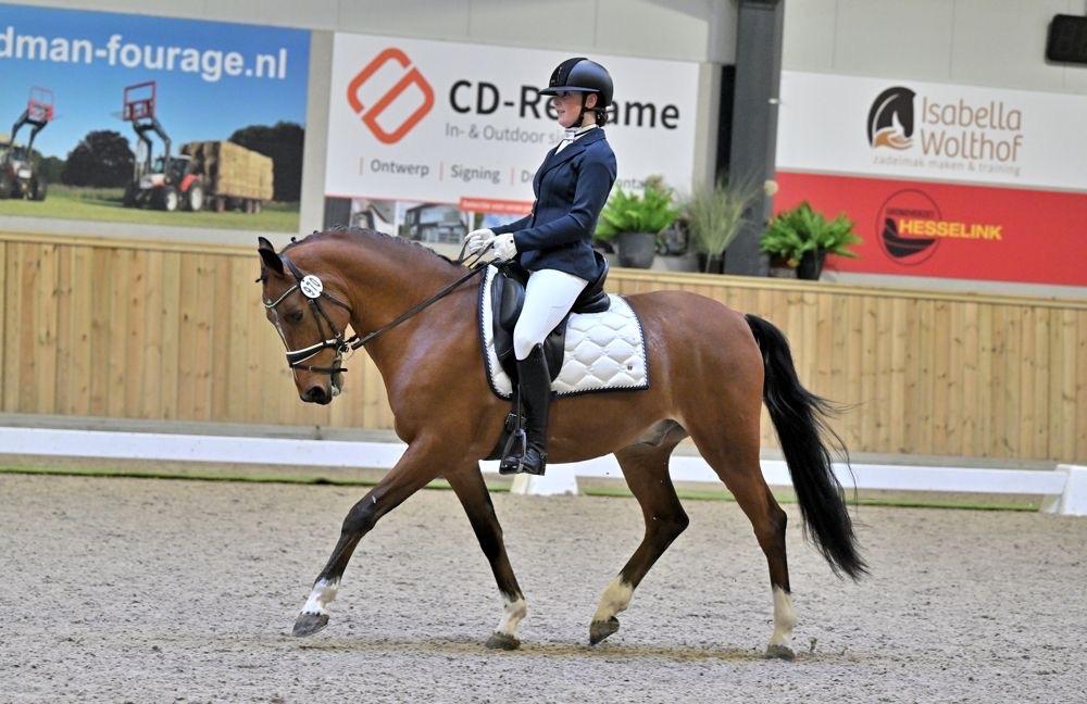 Mooie lieve E sportpony, Dieren en Toebehoren, Pony's, E pony (1.48m - 1.57m), Met stamboom, Ruin, Dressuurpony