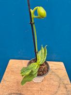 Orchidee Paphiopedilum p9 (28), Ophalen of Verzenden, Halfschaduw, Minder dan 100 cm