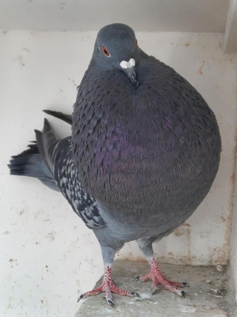 Staande kras duif, Vrouwelijk, Kropper