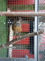 Zwartborst lijster ruilen, Vrouwelijk, Geringd