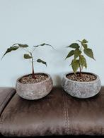 Bodhiboom bonsai, Huis en Inrichting, Kamerplanten, Ophalen, Overige soorten, Minder dan 100 cm