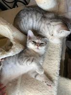 Britse korthaar kittens