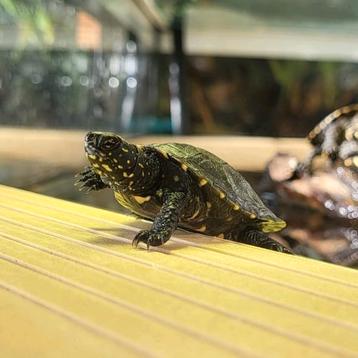 Europese moerasschildpad - Emys orbicularis beschikbaar voor biedingen